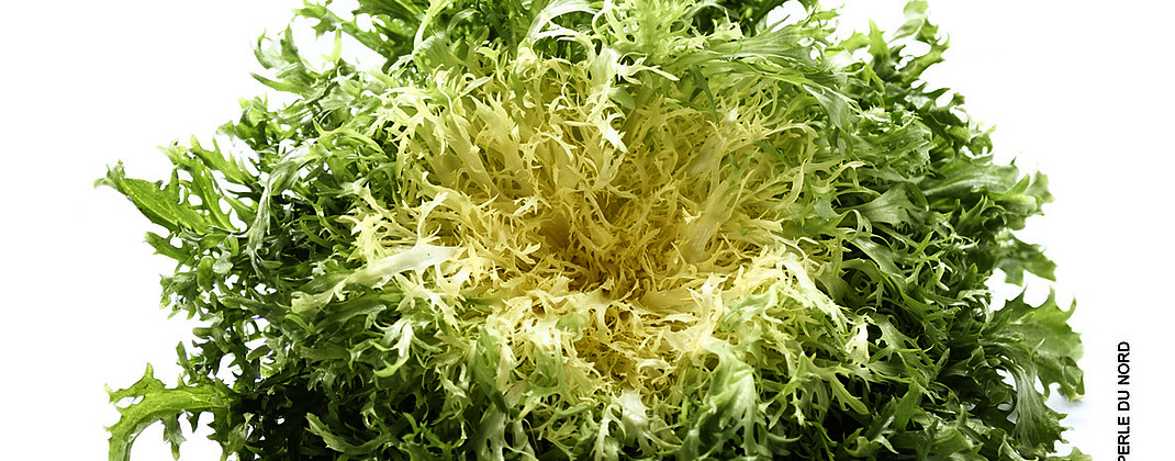 Salade frisée.